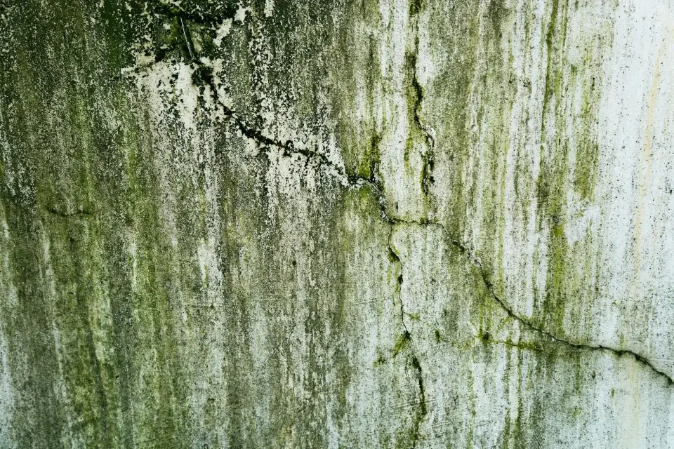Our Story: Dedicated to Mold-Free Living in Delaware